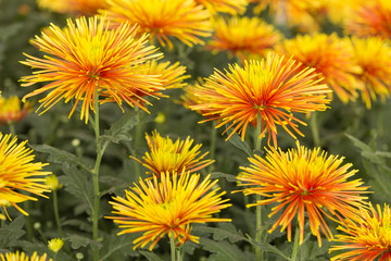 Two-Tone (Yellow and Red) Chrysanthemum Flower in Garden
