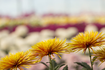 Two-Tone (Yellow and Red) Chrysanthemum Flower in Garden