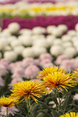 Two-Tone (Yellow and Red) Chrysanthemum Flower in Garden