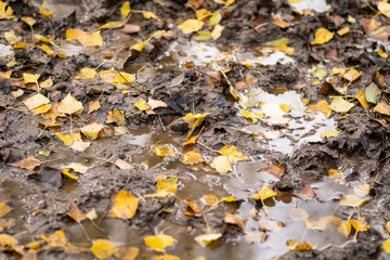 leaves in a puddle on a muddy path in autumn