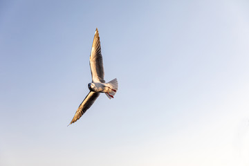 Migratory seagulls flock to the Bang Pu Seaside, Thailand during