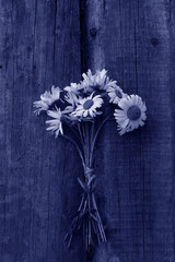 Trendy color 2020 year. Chamomile. Blooming chamomile bouquet, Chamomile flowers.