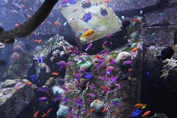 huge beautiful aquarium in Dubai fishes 