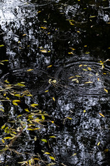leaves and reflections in the water of a pond in autumn