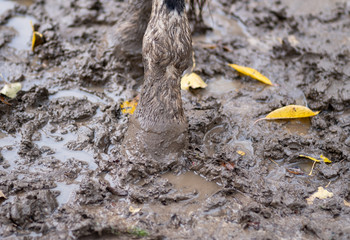 hoof and leg of a horse in the mud