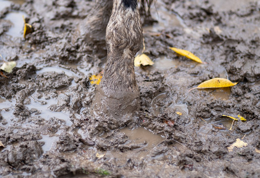 hoof and leg of a horse in the mud - Powered by Adobe