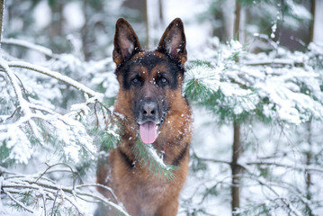 Dog breed German shepherd in winter closeup portrait in the branches of spruce