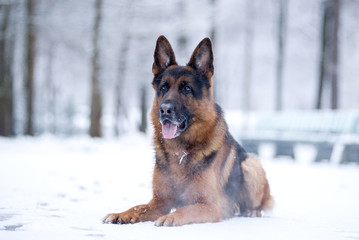 Dog breed German shepherd lies on a snowy path in the Park