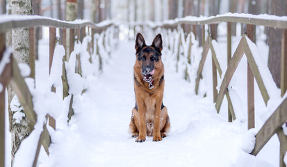 Dog breed German shepherd sits on a snow bridge and licks his lips