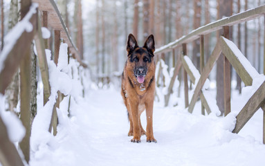Dog breed German shepherd stands on a snow bridge