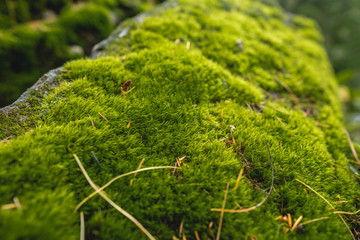Obraz premium Wet stone in the forest covered with green moss. Bright wildlife colors for background