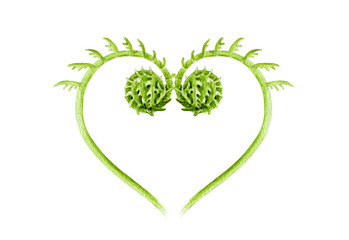 Green heart shape from fern sprout watercolor illustration. Natural leaf love image element. Eco heart for Valentines day.  Isolated on white background.