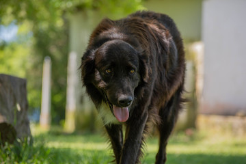 Fototapeta premium Dog walking 