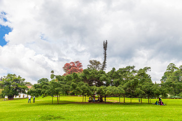 Ficus benjamina in Royal Botanical Gardens, Peradeniya, Kandy, Sri Lanka