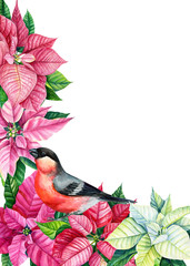 birds robin, poinsettia, holly on a white background. Watercolor illustration, greeting card with place for text, invitation, frame
