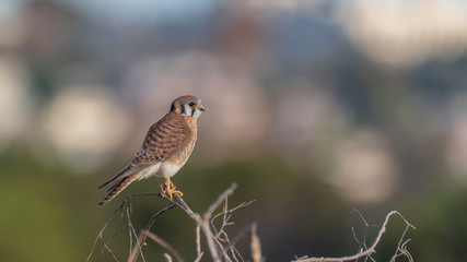 American Kestrel profile view with landscape background