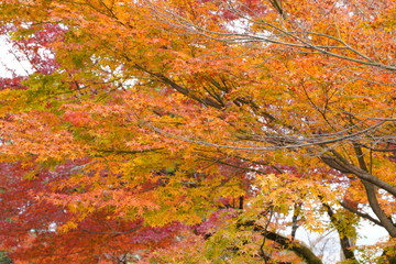 日本の古都　京都の秋の風景　南禅寺と永観堂