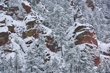 Snow flocked conifers and rocks, Flagstaff Mountain, Rocky Mountains, near Boulder, Colorado, USA