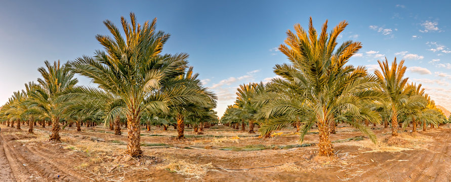 Panorama with plantation of date palms. Image depicts desert agriculture industry in the Middle East