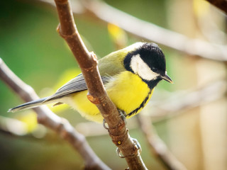 great tit on a perch