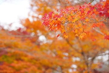 Naklejka na ściany i meble 日本の古都　京都の秋の風景　南禅寺と永観堂