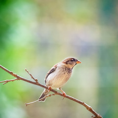sparrow on a perch