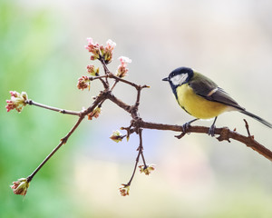 blue tit on a perch
