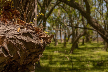 tree in forest