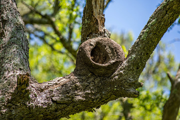 Hornero's nest - Official Bird of Argentina 