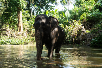 Fototapeta premium Young cheerful indian elephant bathes in a river