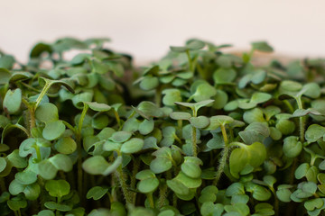 Fresh small microgreens in a pot on a light background.