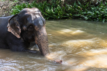 Young cheerful indian elephant bathes in a river