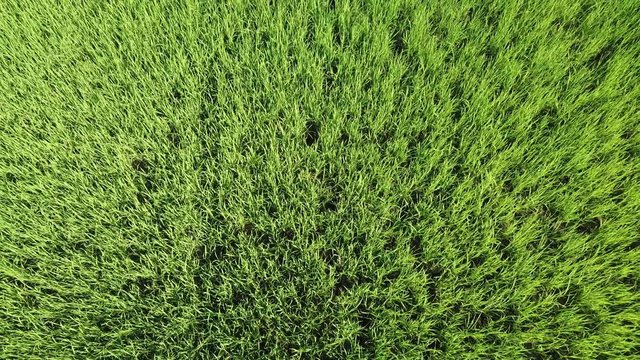 Aerial drone footage Green young rice field texture