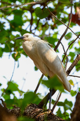 Little egret at Kokkarebellur Karnataka India