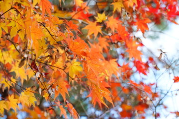 日本の古都　京都の秋の風景　南禅寺と永観堂
