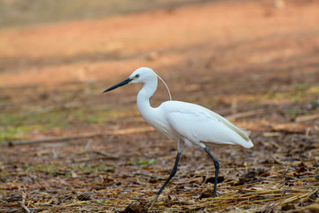 Little egret at Kokkarebellur Karnataka India