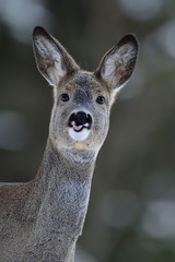 Roe deer portrait in winter