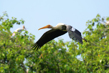 Painted Stork at Kokkarebellur Karnataka India