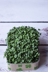 Fresh small microgreens in a pot on a light background.