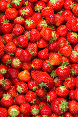 A lot of ripe strawberries