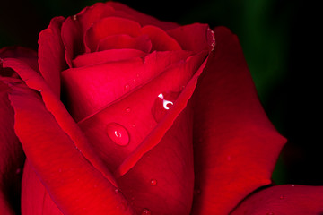 Drops of water on rose flowers. Macro photography.