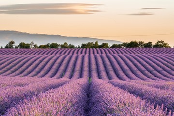 Lavendelveld in Puimoisson, Provence, Frankrijk