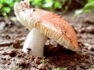 mushroom in forest