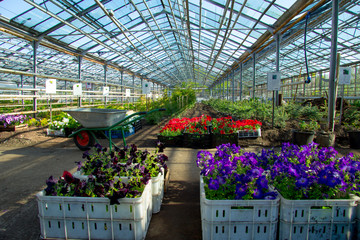 flowers in basket at plant. flower sale on internet . offer for customers.