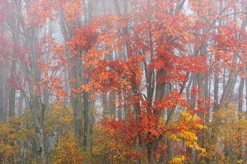 Fototapety  Krajobraz jesiennych klonów we mgle, Michigan, USA