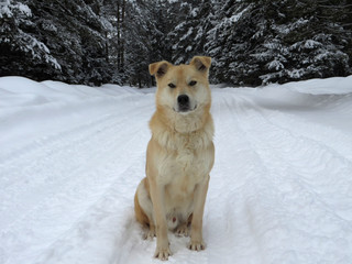 Portrait of a happy mixed breed shepherd dog running at camera direction with tongue out in snow at meadow in winter in sunset