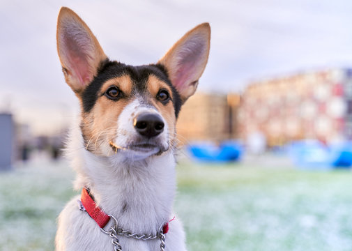A large photo of spotted puppy of red-black color, cute face, big ears, against the background of houses, sky, glade. Close-up portrait of dogs muzzle. Walking pet in autumn. Horizontal shot of animal