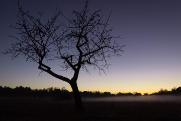  Silhouette of a tree in the middle of an olive field at dusk