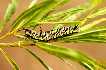 Catterpillar Danaus plexippus