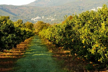 Orange Orchard on Corsica